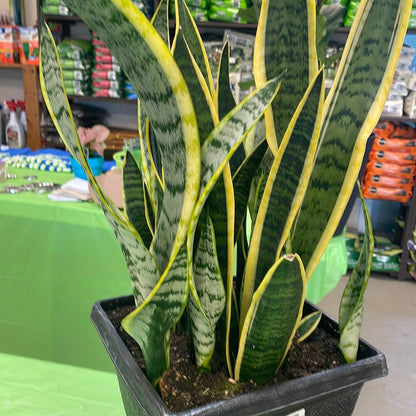 Snake Plant varieties