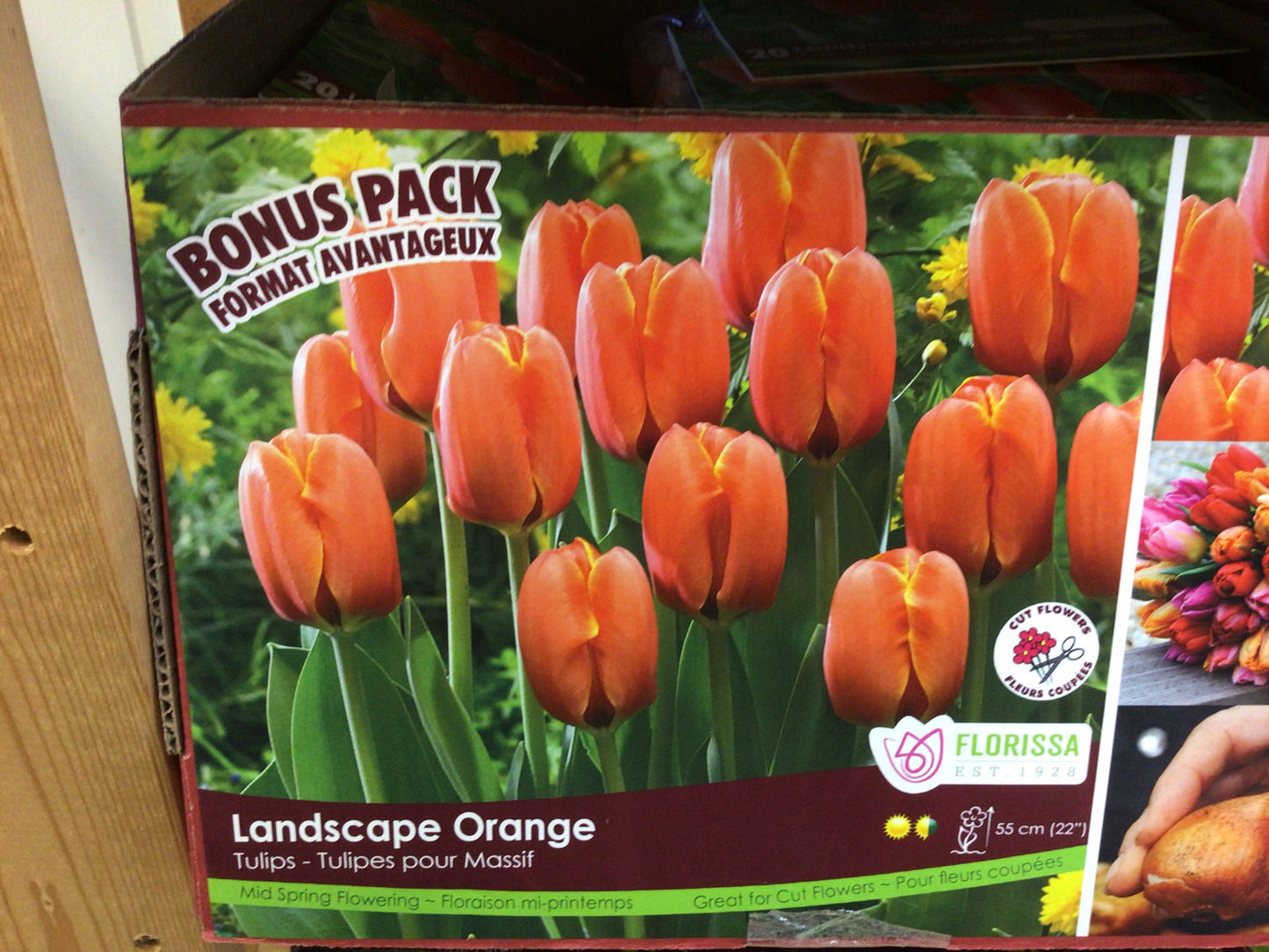Tulip Bulbs