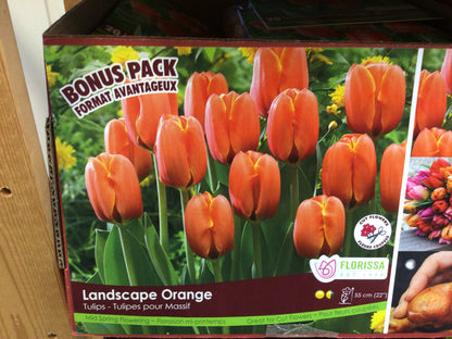 Tulip Bulbs