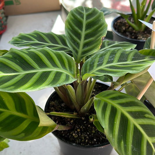 Calathea ‘Zebrina’