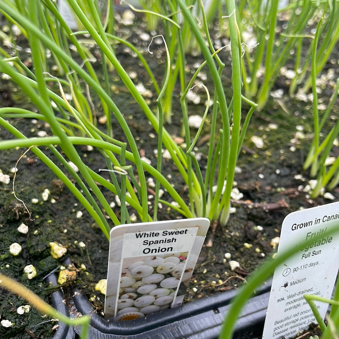 Onion Plant (Multi Pack)