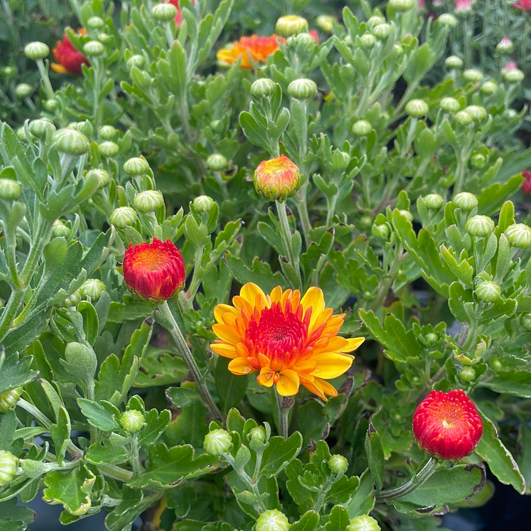 6" Fall Mums