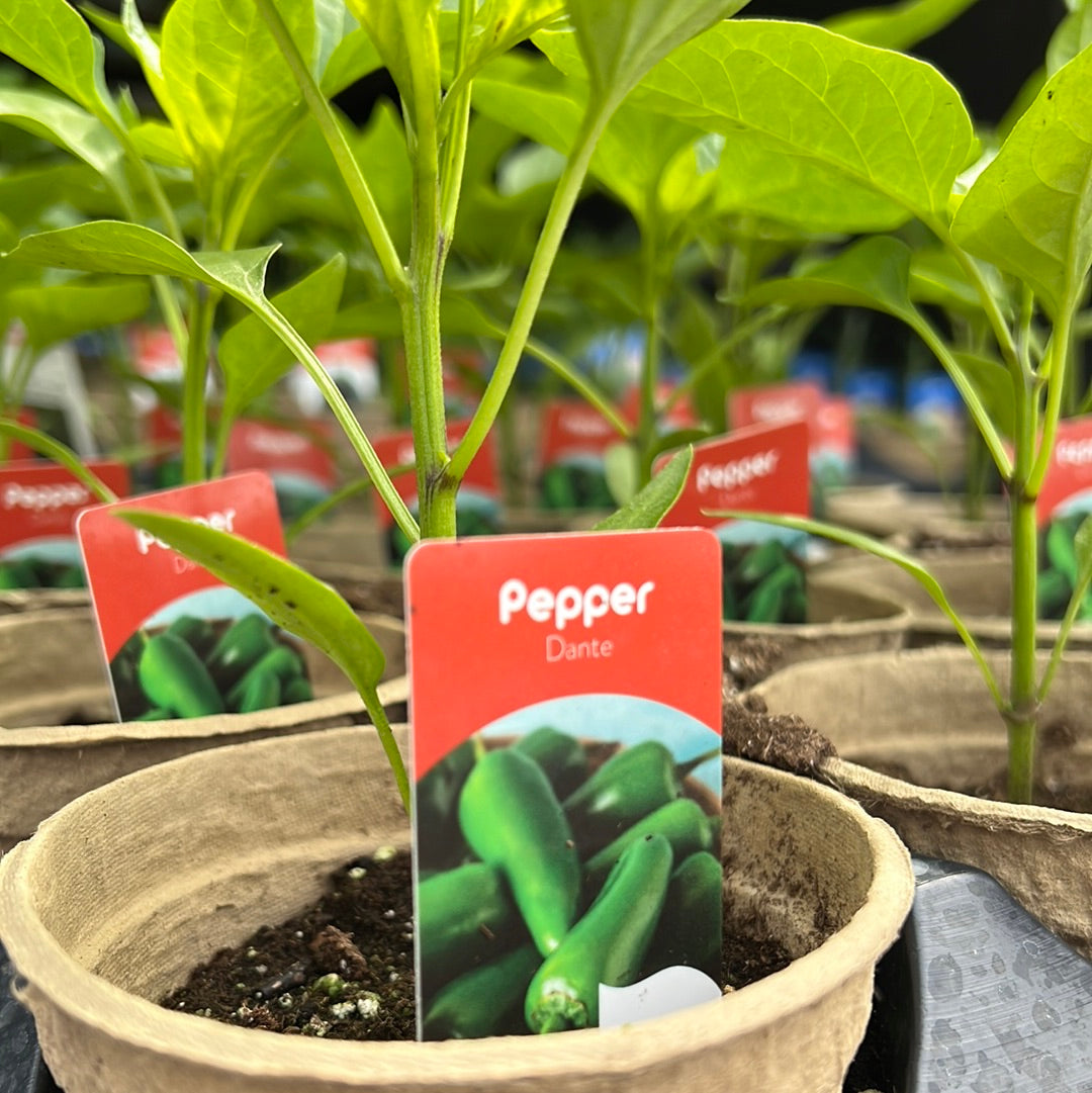 4" Hot Peppers