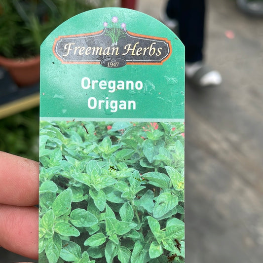 4" Oregano