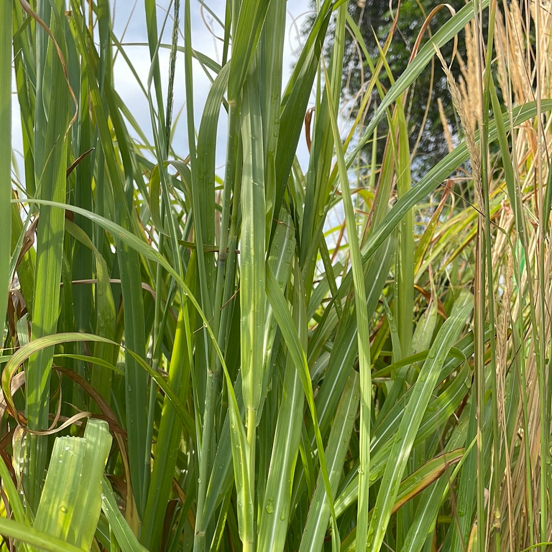 1 Gal Maiden Grass 'Silberfeder'