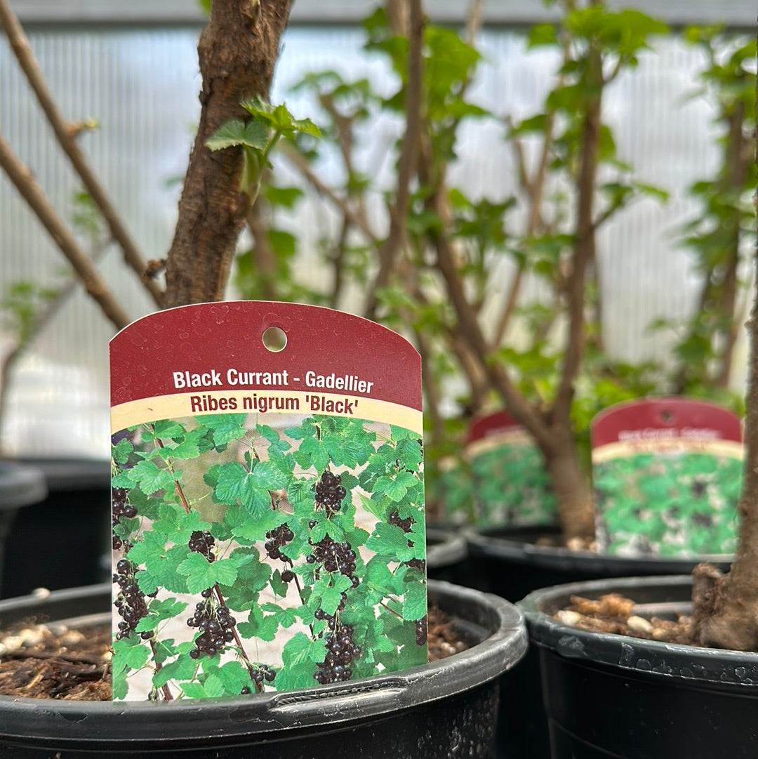Currant's
