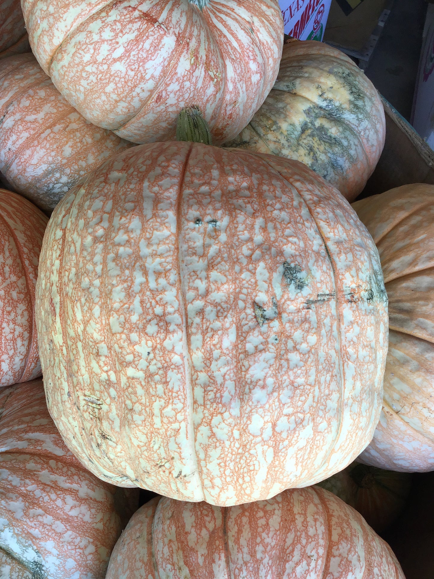 Specialty Pumpkins