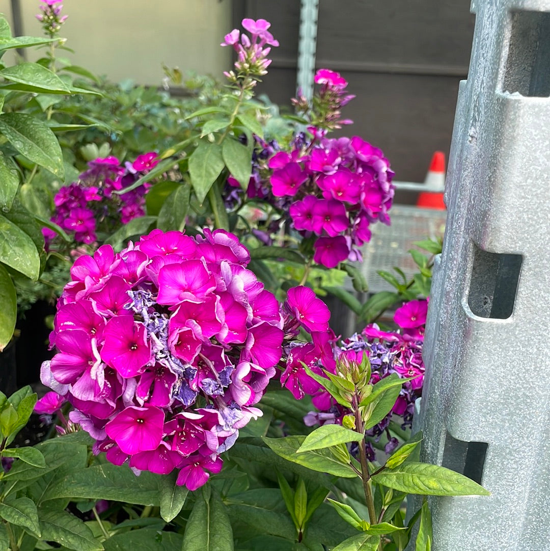 1 Gal Tall/Garden/Summer Phlox