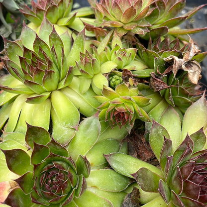 6 pack flat - Hens and Chicks (Sempervivum)