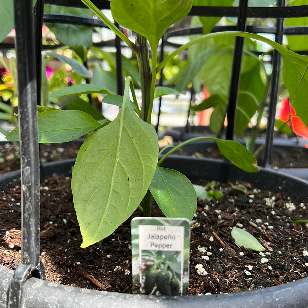 12" Pepper with Cage