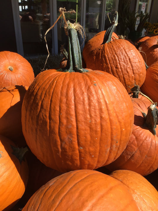 Orange Pumpkins