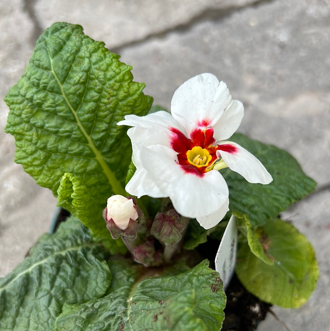 4.5" Primula