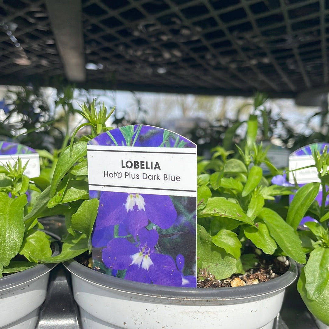 4" Lobelia