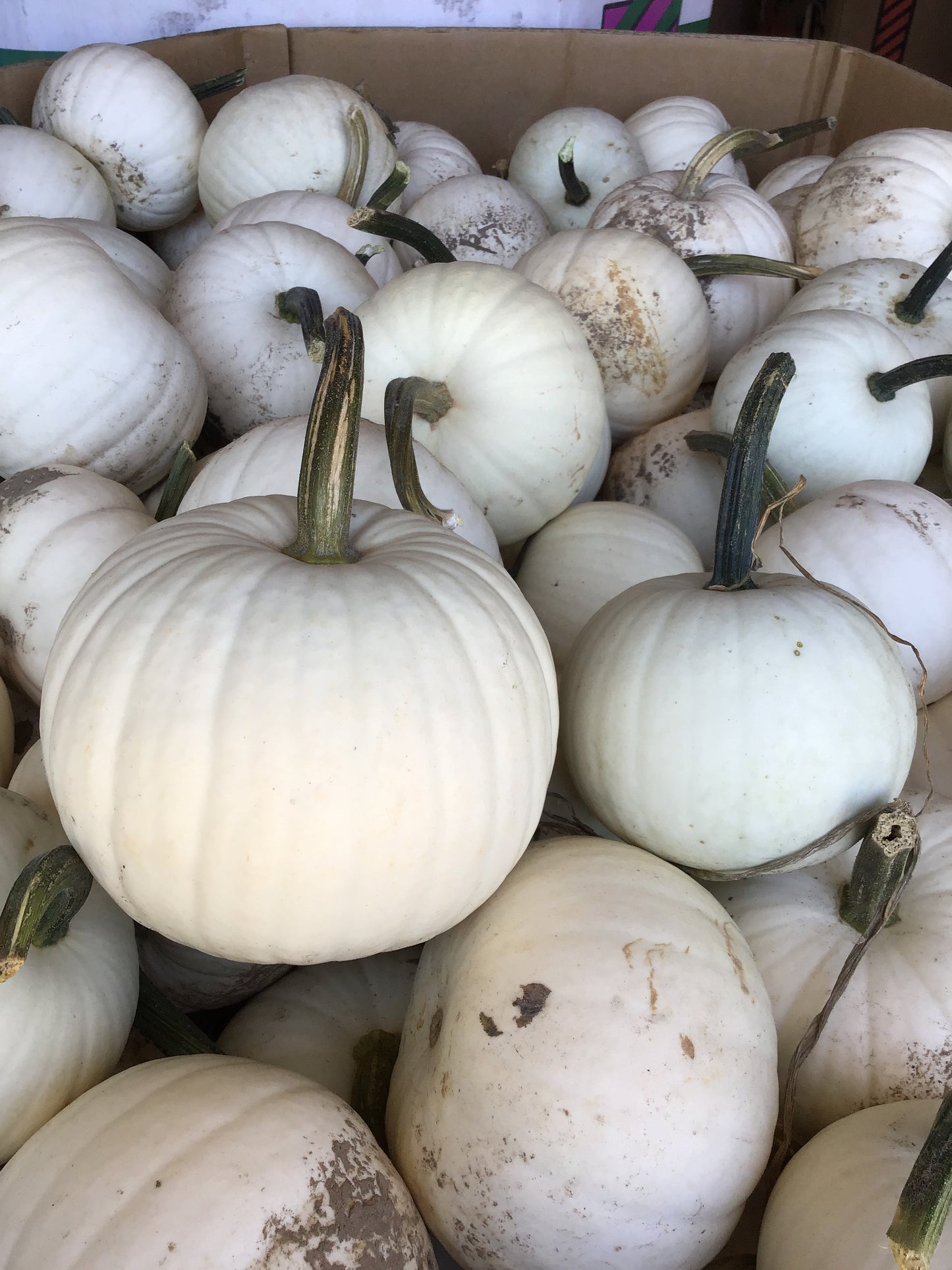 Pie Pumpkins