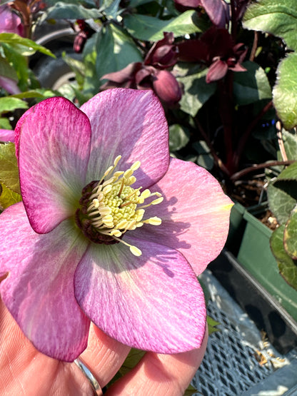 Helleborus