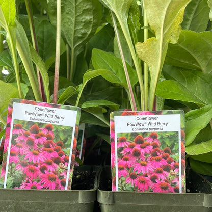 4" Coneflower 'Echinacea'