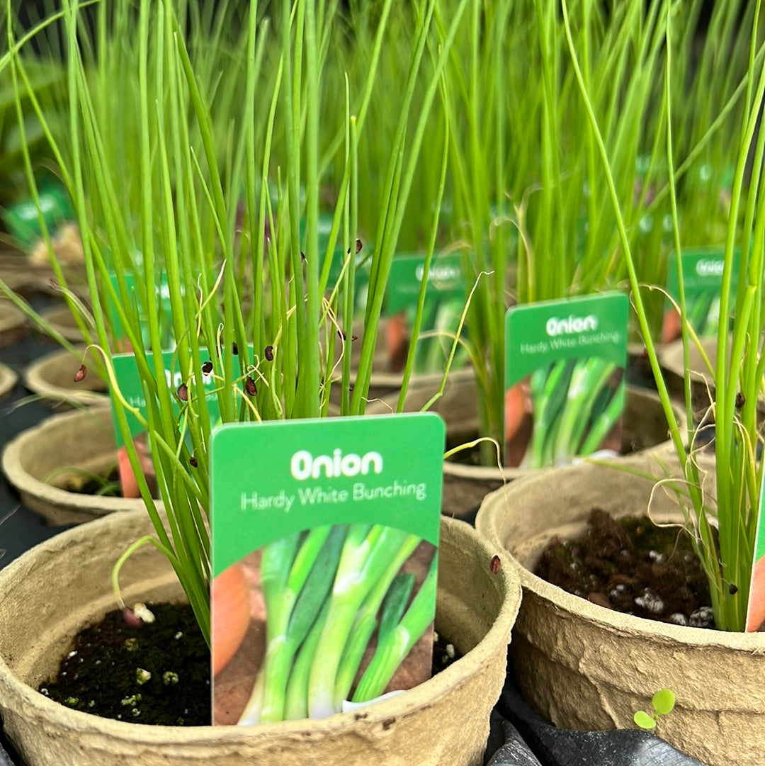4" Onion
