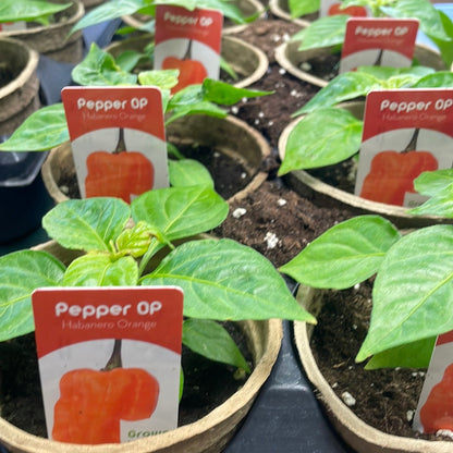 4" Hot Peppers
