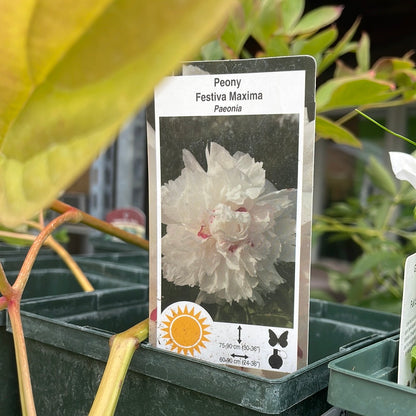 Peony 1 gal