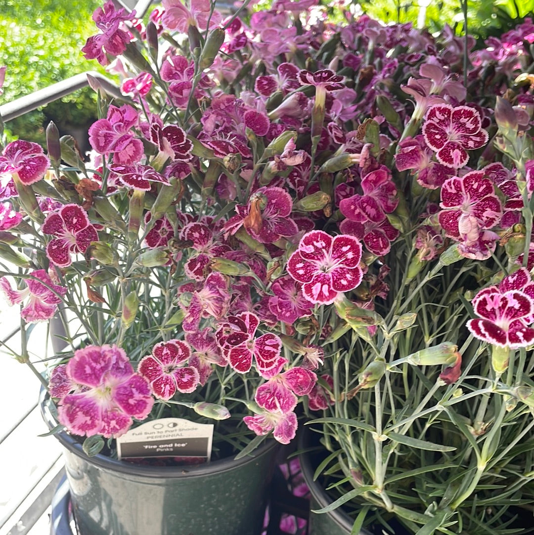 1 Gal Dianthus