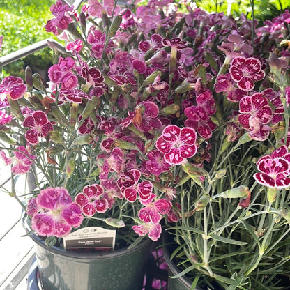 1 Gal Dianthus