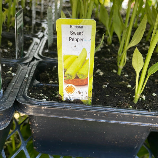 Sweet Banana Pepper Multi