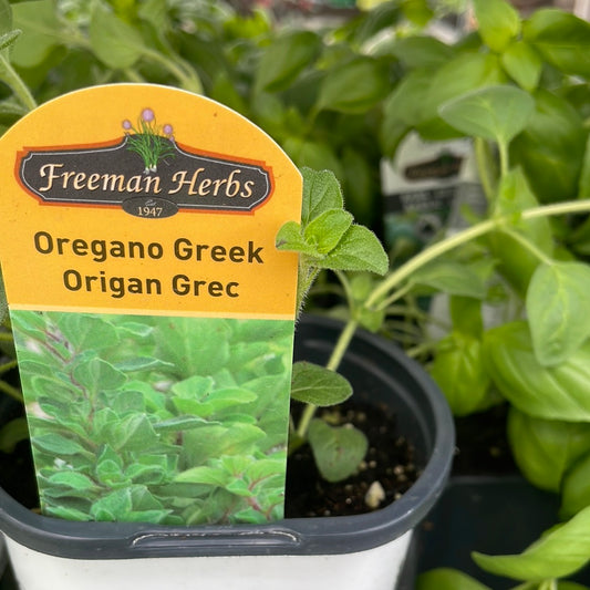 Organic 4" Greek Oregano