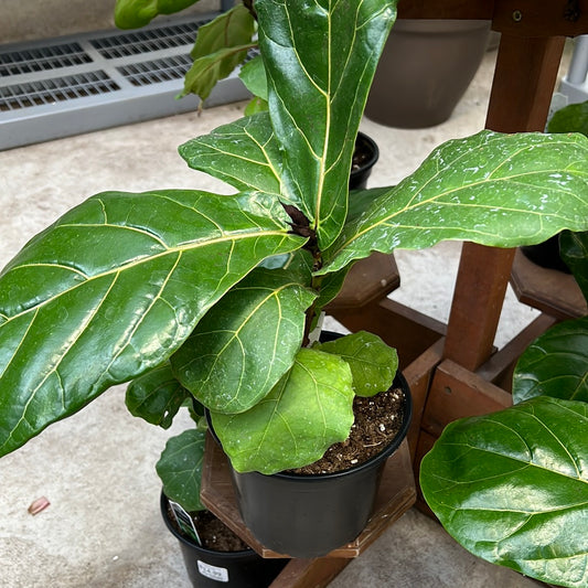 Fiddle Leaf Fig (Ficus Lyrata)