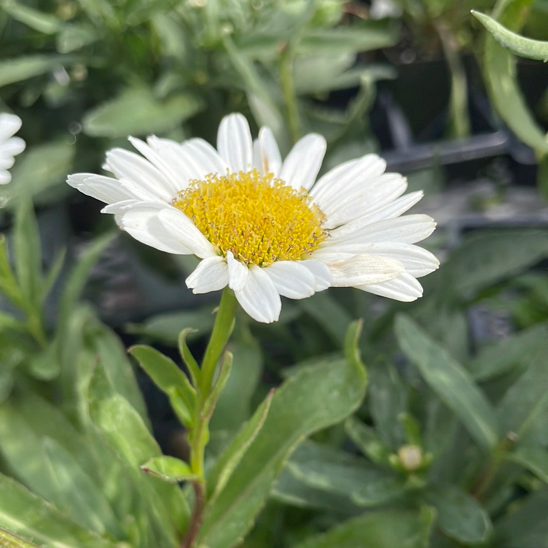 4" Shasta Daisy (Leucanthemum)