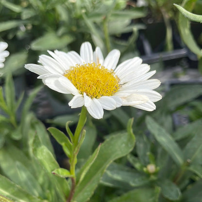 4" Shasta Daisy (Leucanthemum)