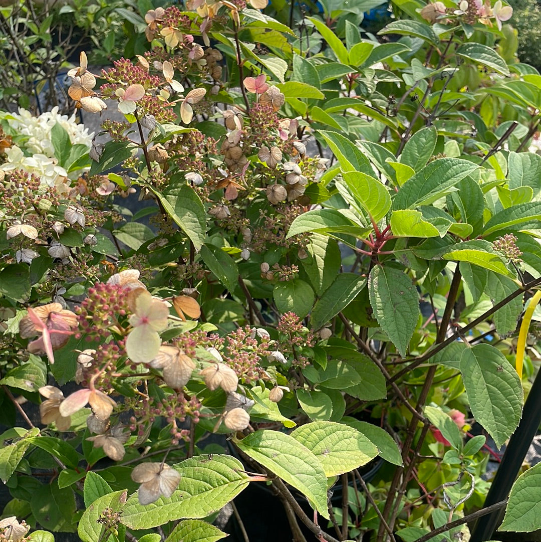 Fire and Ice Hydrangea