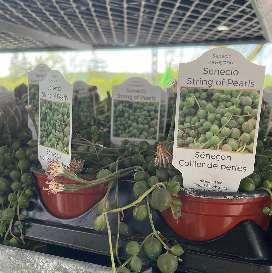 String of Pearls