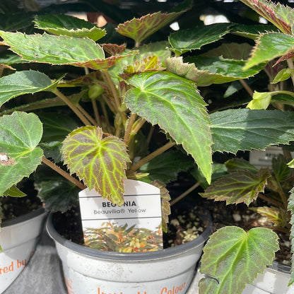 4" Begonia Beauvilla Yellow