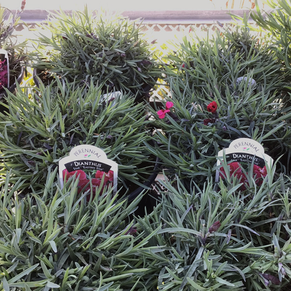 1 Gal Dianthus