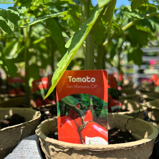 4" Tomato San Marzano