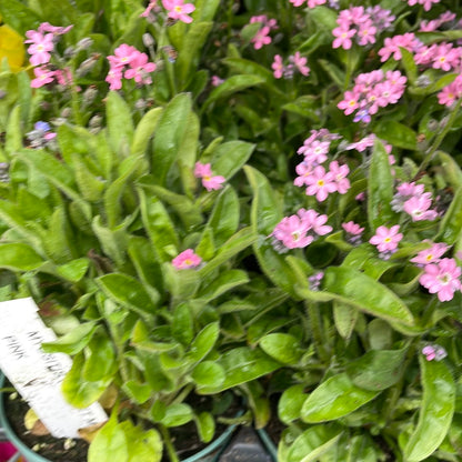 4" Myosotis (Forget me not)