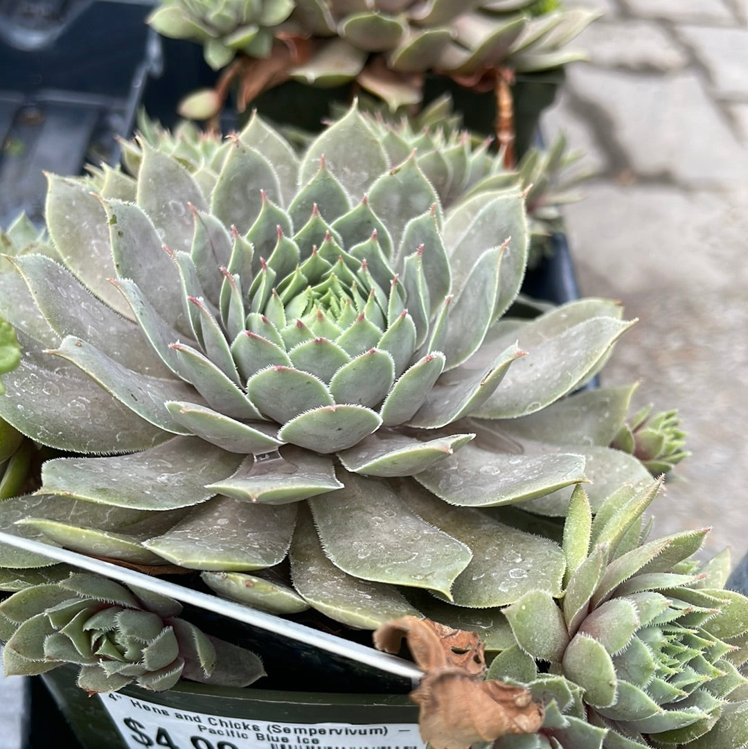 4" Hens and Chicks (Sempervivum)