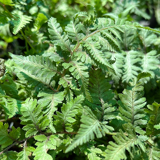Japanese Painted Fern 1 Gal