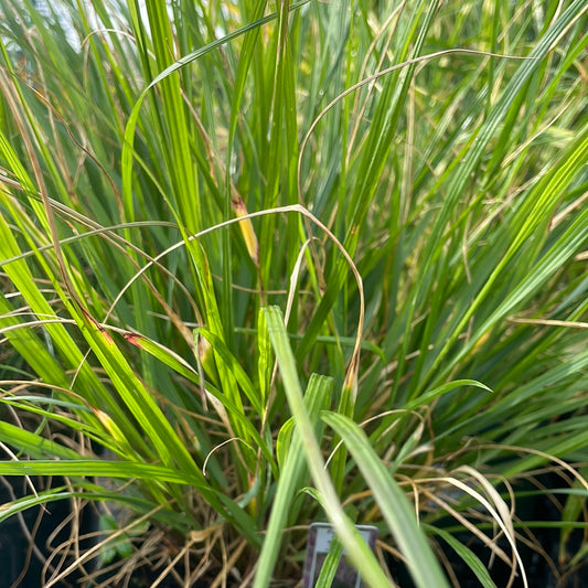 1 Gal Fountain Grass 'Red Head' (Pennisetum)