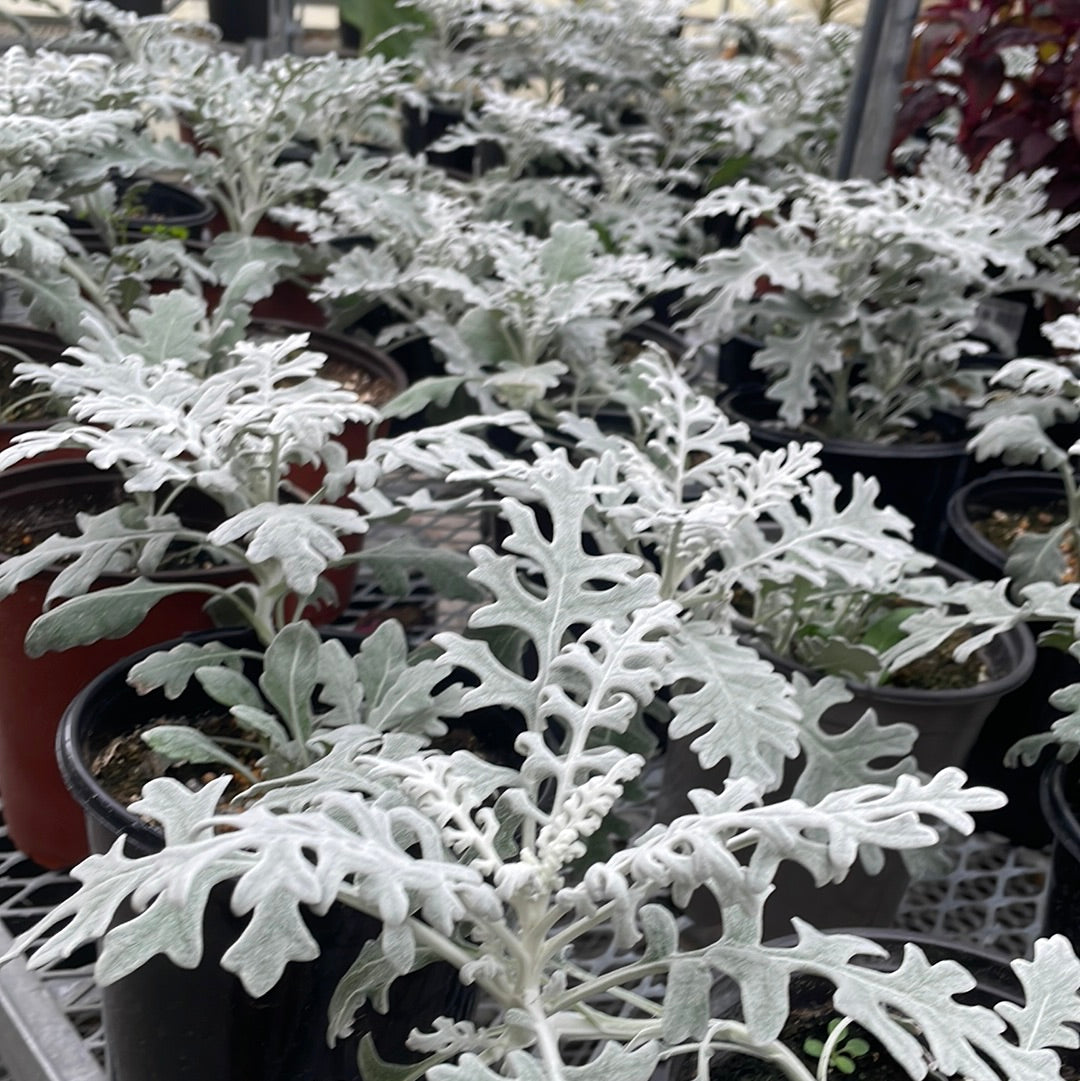 6" Dusty Miller