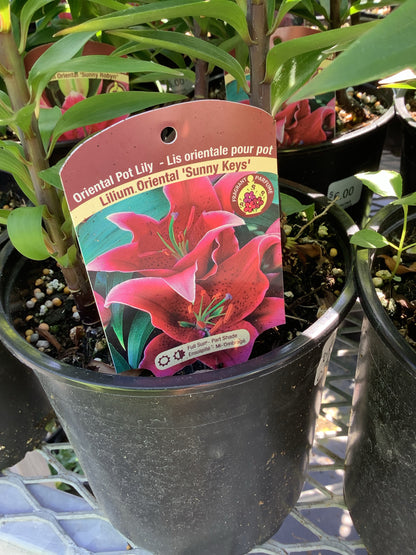 1 Gal Lily (Asiatic/Oriental)