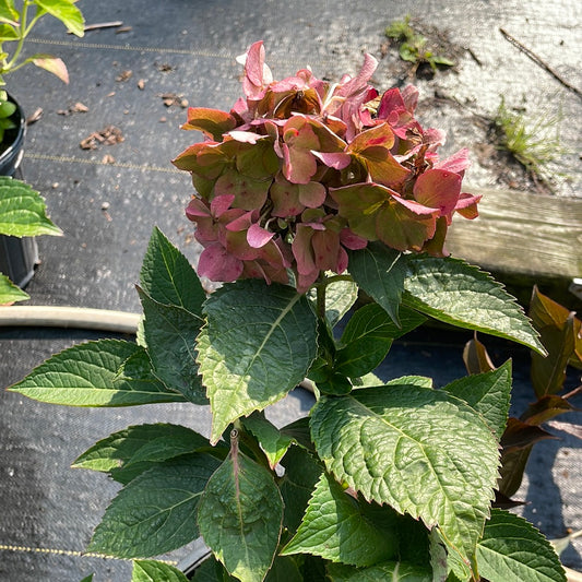 Let's Dance Arriba Hydrangea