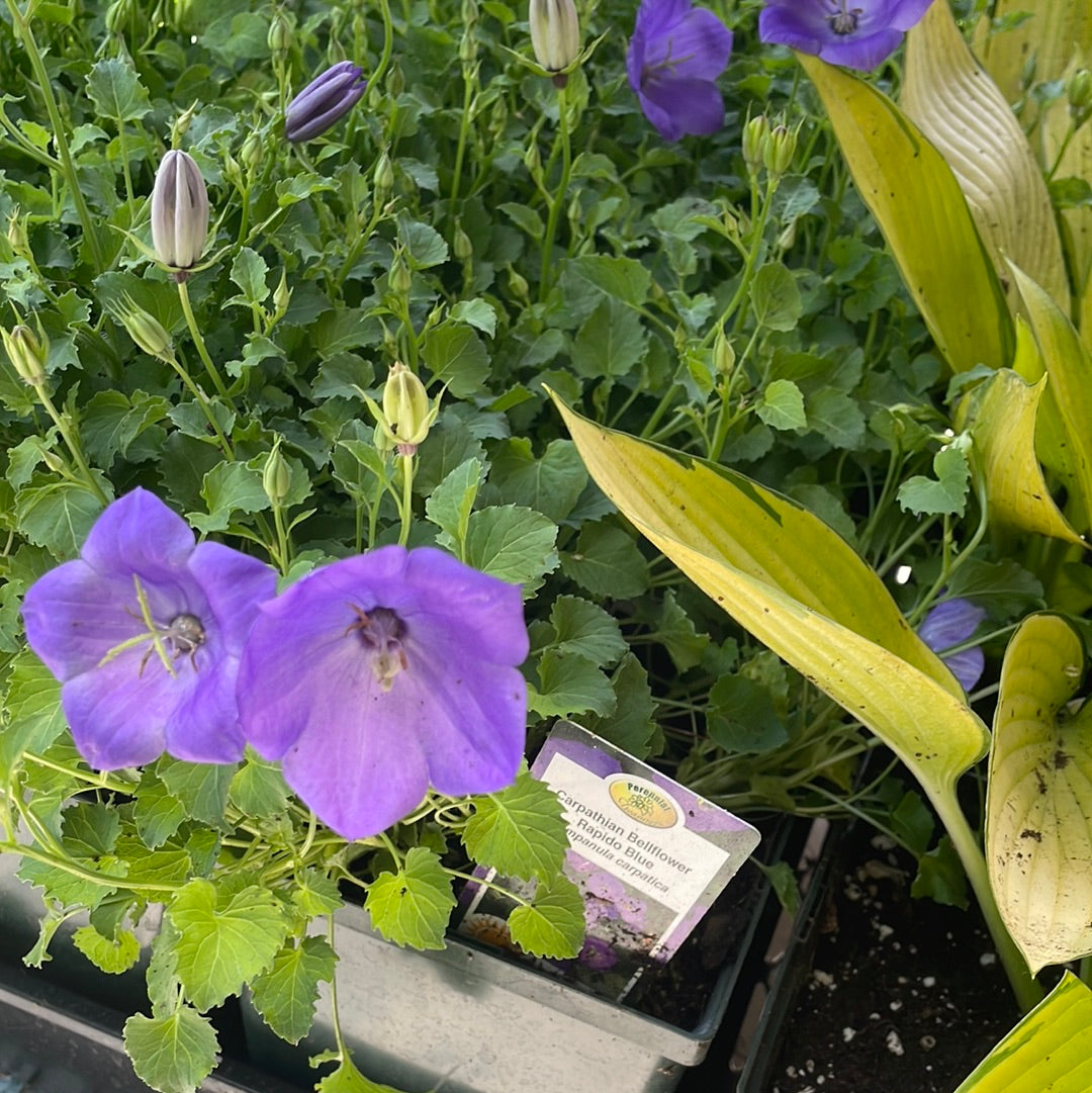 1 Gal Campanula