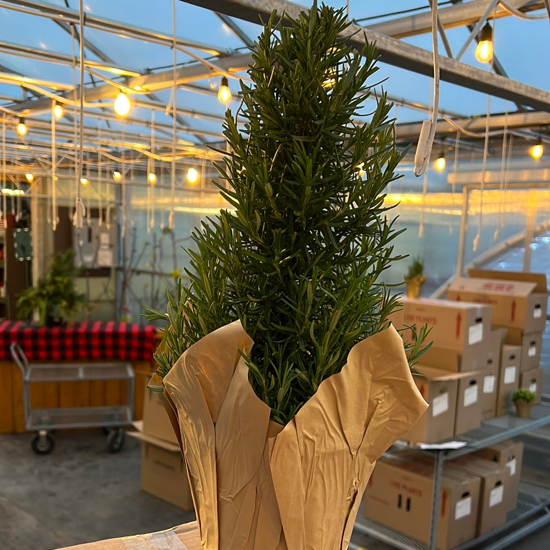 Potted Rosemary Tree