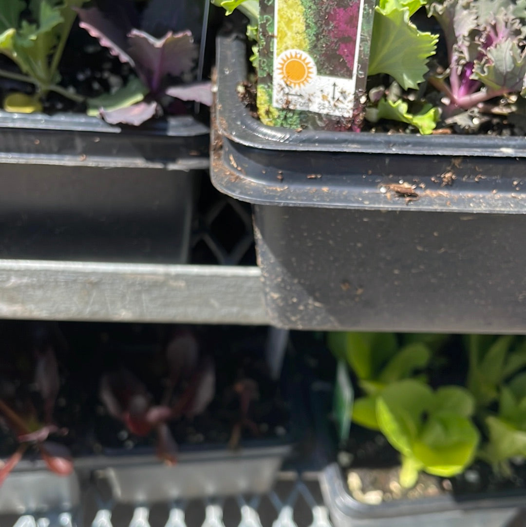 Kale Plant (Multi Pack)