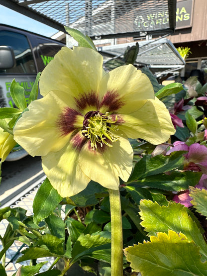 Helleborus