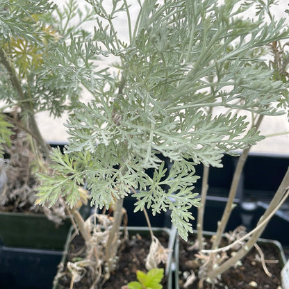 4" Artemisia