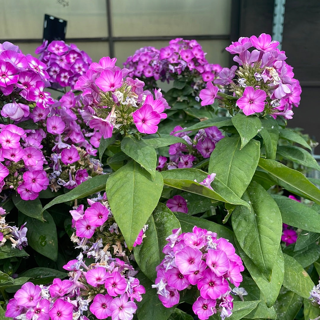 1 Gal Tall/Garden/Summer Phlox