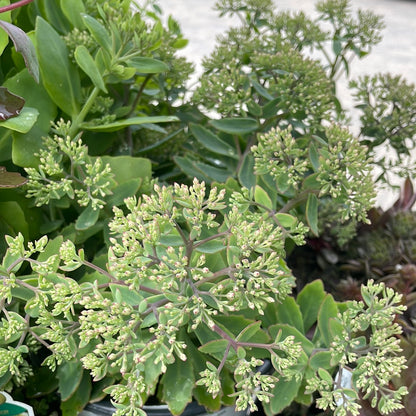 1 Gal Sedum/Stonecrop