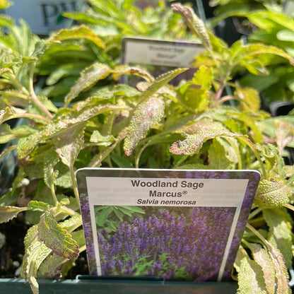 1 Gal Perennial Woodland Sage (Salvia)